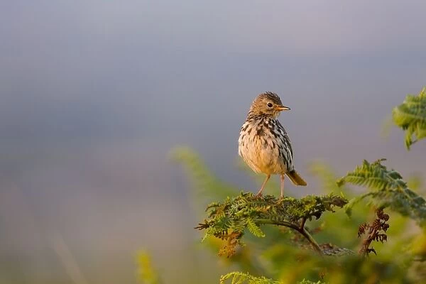 Meadow Pipit - Cornwall - UK