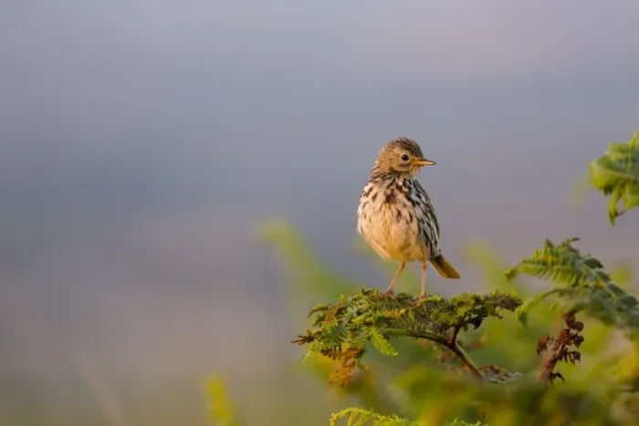 Framed Print : Meadow Pipit - Cornwall - UK Framed Print : Meadow Pipit - Cornwall - UK