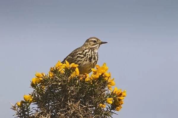 Meadow Pipit - on gorse - West Wales 10829