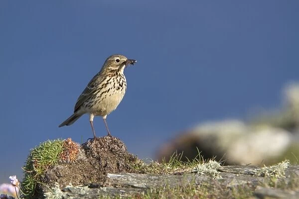 Meadow Pipit - with insect - Cornwall - UK