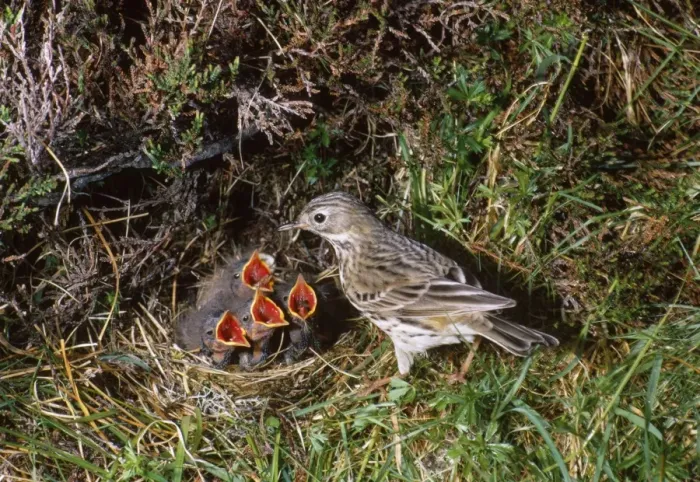 Framed Print : Meadow Pipit - at nest with hungry chicks Framed Print : Meadow Pipit - at nest with hungry chicks
