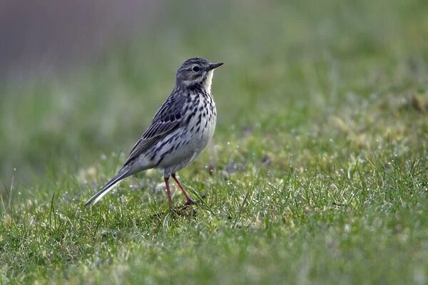 Meadow Pipit-on meadow, Northumberland UK