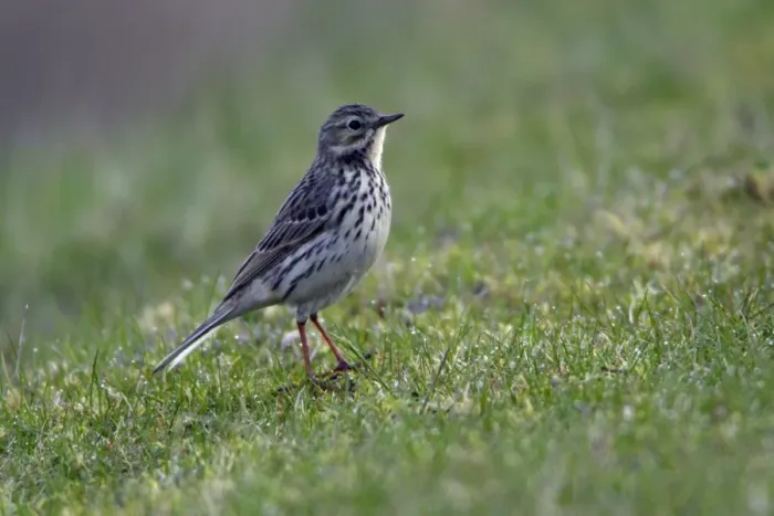 Framed Print : Meadow Pipit-on meadow, Northumberland UK