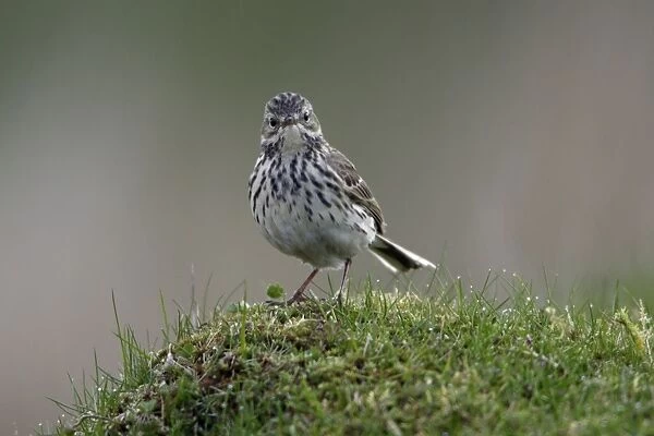 Meadow Pipit-on meadow, Northumberland UK