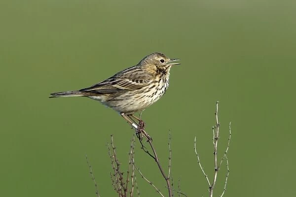 Meadow Pipit-on plant singing, with ring on leg, Northumberland UK