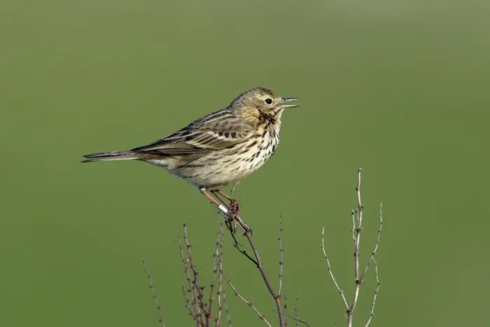 Framed Print : Meadow Pipit-on plant singing, with ring on leg, Northumberland UK Framed Print : Meadow Pipit-on plant singing, with ring on leg, Northumberland UK