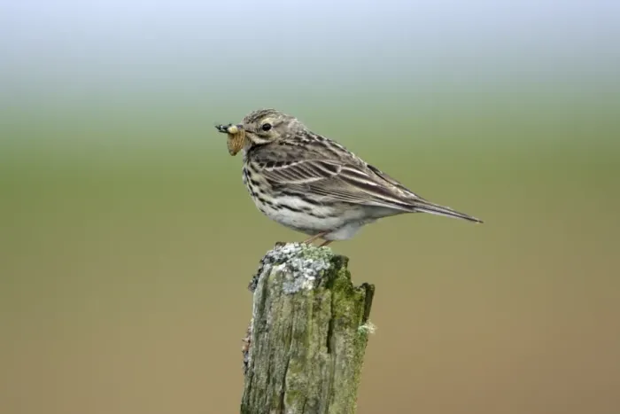 Framed Print : Meadow Pipit-on post with food in bill, Northumberland UK