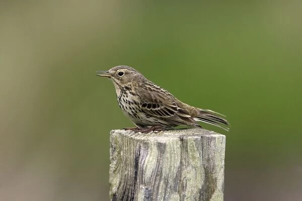 Meadow Pipit-on post singing, Northumberland UK
