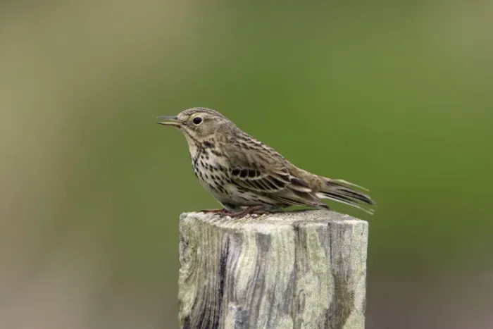 Framed Print : Meadow Pipit-on post singing, Northumberland UK