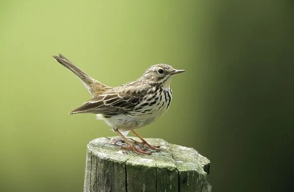 Meadow Pipit - perched on post