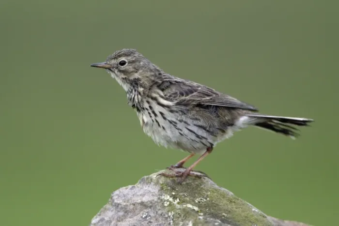 Framed Print : Meadow Pipit - Perched on stone Northumberland, England