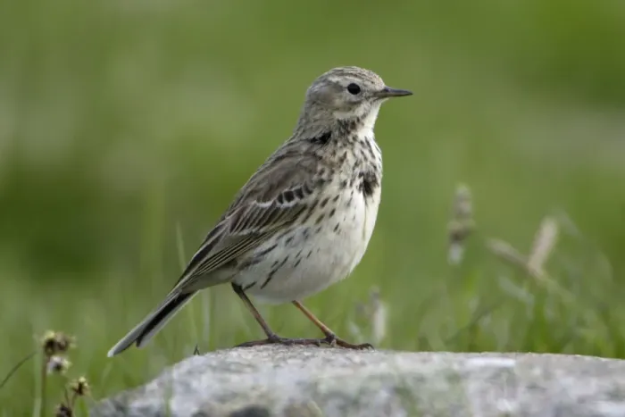Framed Print : Meadow Pipit - Perched on stone Northumberland, England