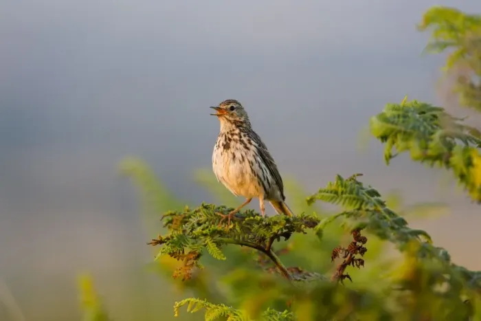 Framed Print : Meadow Pipit - singing - Cornwall - UK