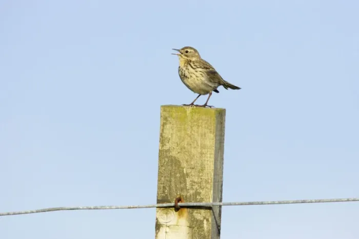 Framed Print : Meadow Pipit - Singing from post Fetlar, Shetland, UK BI010882 Framed Print : Meadow Pipit - Singing from post Fetlar, Shetland, UK BI010882
