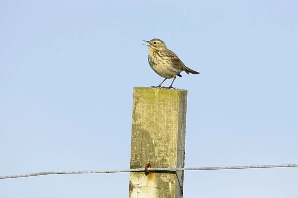 Meadow Pipit - Singing from post Fetlar, Shetland, UK BI010882