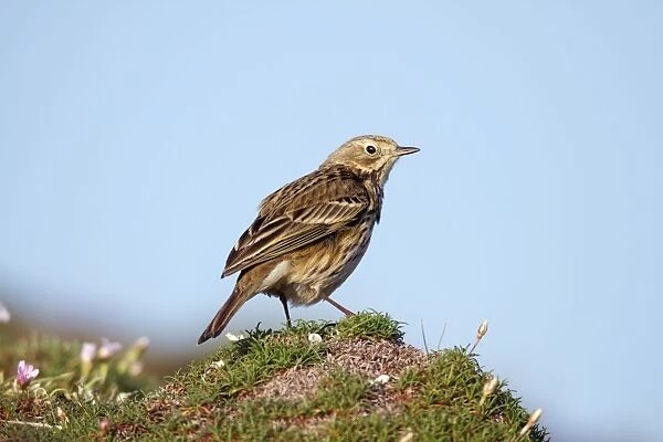 Meadow Pipit - on thrift - Cornwall - UK