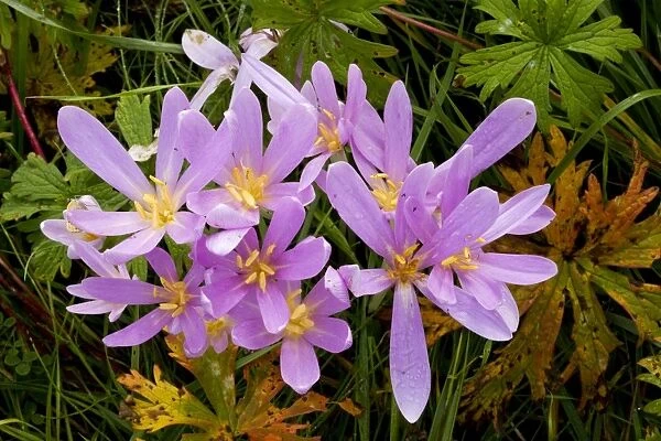 Meadow Saffron or Autumn Crocus, Colchicum autumnale in flower in hay meadow, with leaves of Meadow Cranesbill. Romania