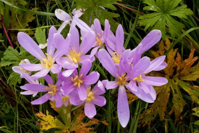 Framed Print : Meadow Saffron or Autumn Crocus, Colchicum autumnale in flower in hay meadow, with leaves of Meadow Cranesbill. Romania Framed Print : Meadow Saffron or Autumn Crocus, Colchicum autumnale in flower in hay meadow, with leaves of Meadow Cranesbill. Romania