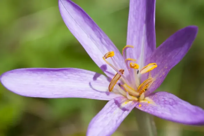 Framed Print : Meadow Saffron - close-up of individual flower in a meadow - Wiltshire - England - UK Framed Print : Meadow Saffron - close-up of individual flower in a meadow - Wiltshire - England - UK
