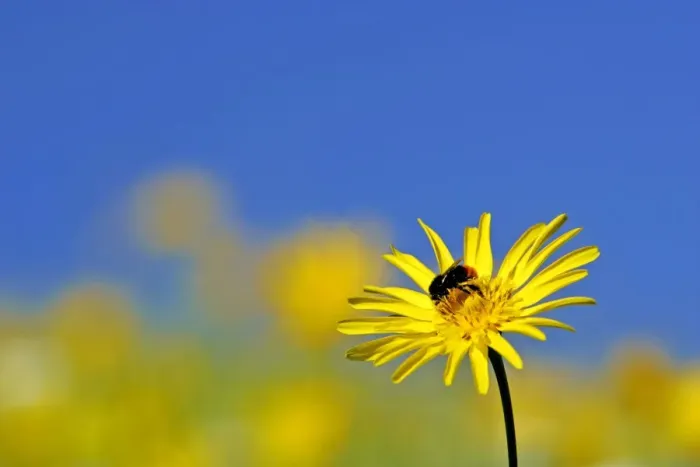 Framed Print : Meadow Salsify and Bumblebee (Bombus lapidarius) red-tailed bumblebee gathering nectar on blossom Baden-Wuerttemberg, Germany