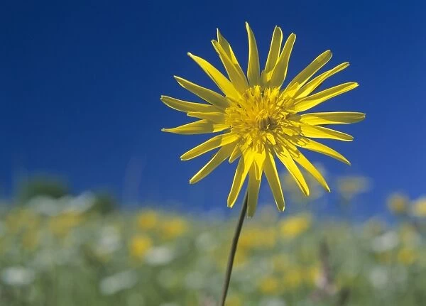 Meadow salsify in colourful spring meadow Baden-Wuerttemberg, Germany