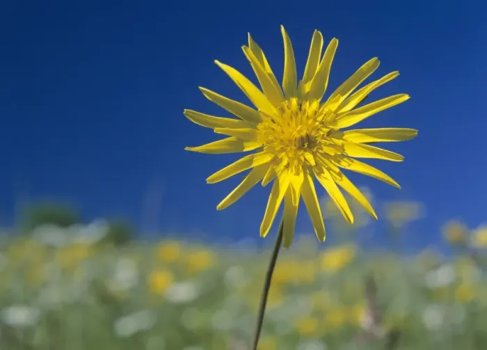 Framed Print : Meadow salsify in colourful spring meadow Baden-Wuerttemberg, Germany Framed Print : Meadow salsify in colourful spring meadow Baden-Wuerttemberg, Germany