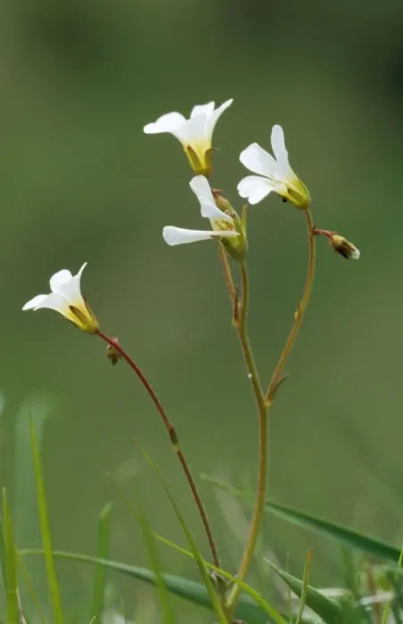 Framed Print : Meadow Saxifrage Framed Print : Meadow Saxifrage