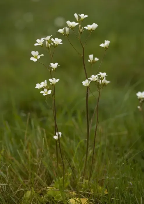 Framed Print : Meadow Saxifrage Framed Print : Meadow Saxifrage