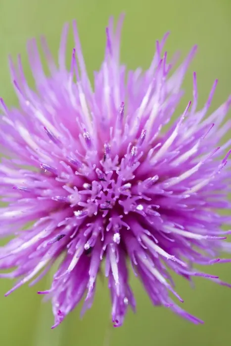 Framed Print : Meadow Thistle Flower Norfolk UK Framed Print : Meadow Thistle Flower Norfolk UK