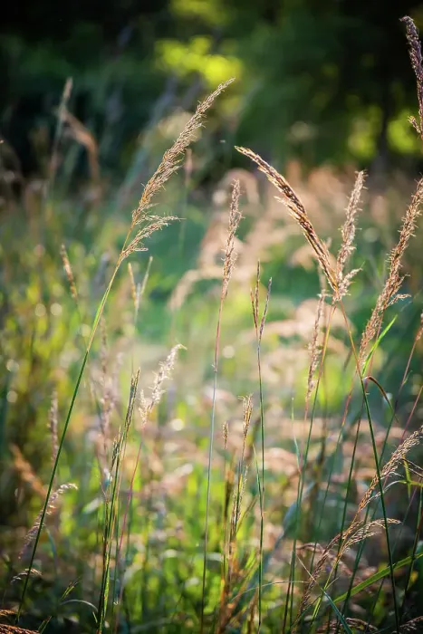 Framed Print : Meadow, Tippecanoe State Park, Indiana, USA. Date: 22-09-2018