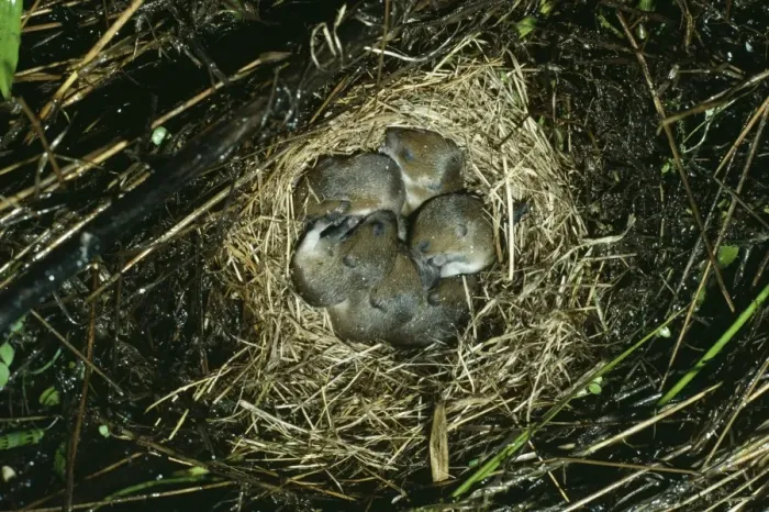 Framed Print : Meadow Vole Nest of young, B. C