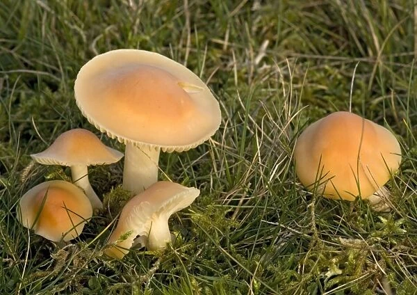 Meadow waxcap in grassland. An edible fungus