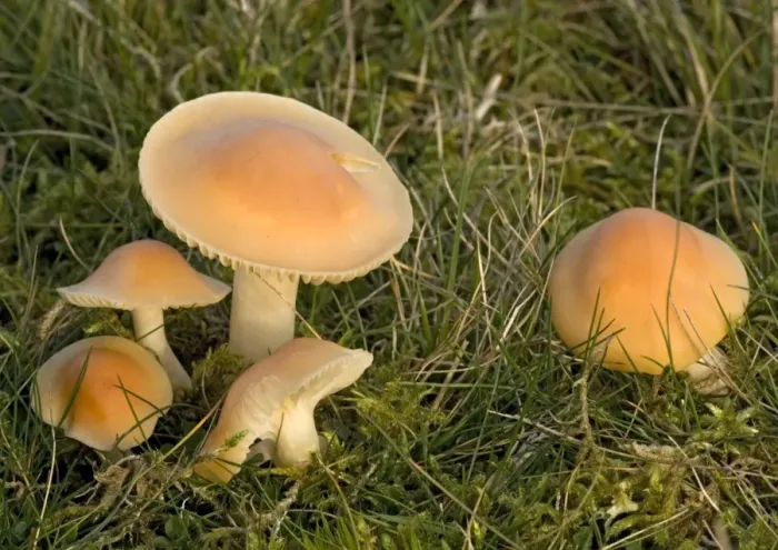 Framed Print : Meadow waxcap in grassland. An edible fungus