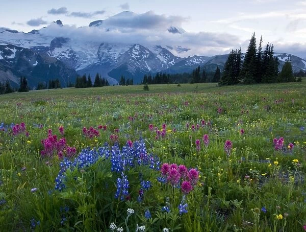 Meadows in the evening, with lupines, Magenta Paintbrush etc. on Mount Rainier, Cascade Mountains, Washington