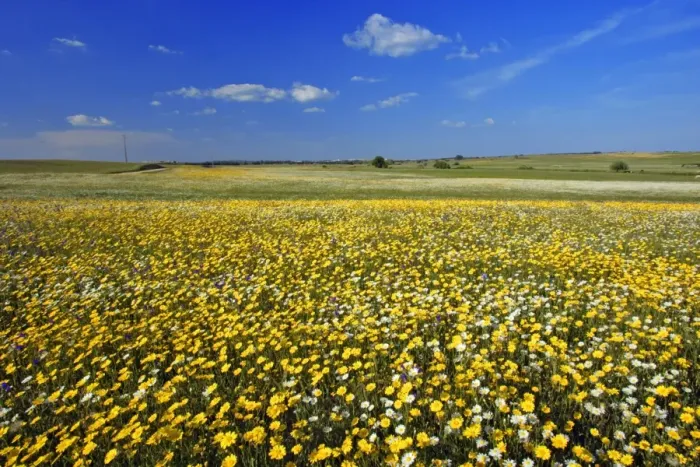 Framed Print : Meadows of wildflowers - Alentejo, Portugal Framed Print : Meadows of wildflowers - Alentejo, Portugal