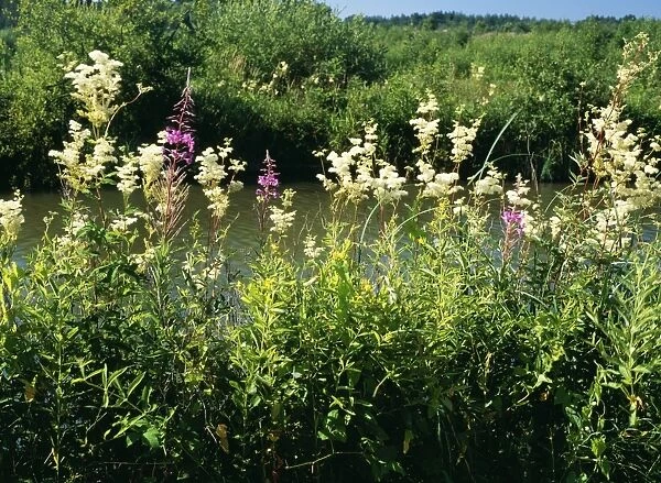 Meadowsweet Canal Bankside with Willowherb, Basingstoke Canal, UK