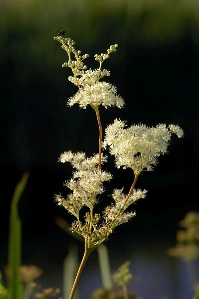 Meadowsweet - A tall hairless perennial of flowers in dense clusters, creamy and fragrant. July. Habitat - marshes, fens, swamps etc. Here it was seen on the banks of the Great Western Canal, Devon, UK
