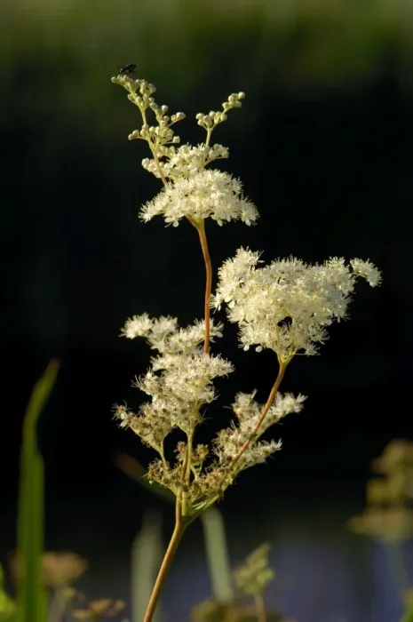 Framed Print : Meadowsweet - A tall hairless perennial of flowers in dense clusters, creamy and fragrant. July. Habitat - marshes, fens, swamps etc. Here it was seen on the banks of the Great Western Canal, Devon, UK Framed Print : Meadowsweet - A tall hairless perennial of flowers in dense clusters, creamy and fragrant. July. Habitat - marshes, fens, swamps etc. Here it was seen on the banks of the Great Western Canal, Devon, UK