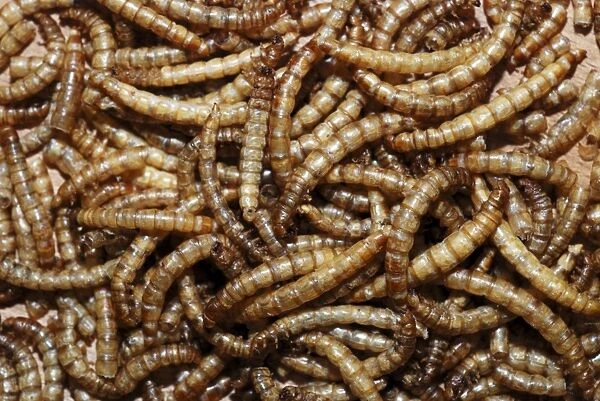 Mealworms: freeze-dried tenebrionid beetle larvae used as foor for many captive species