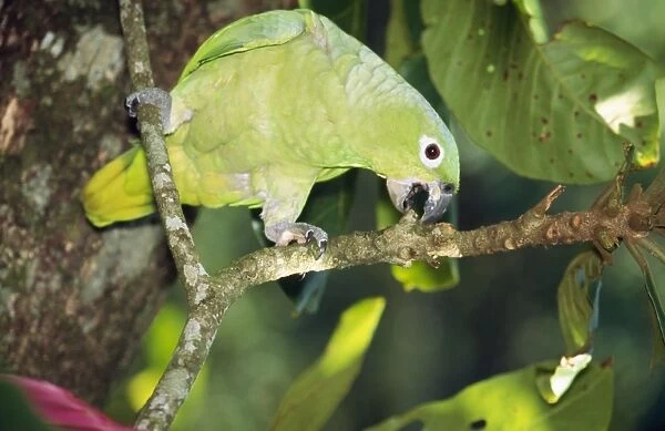 Mealy Parrot Amazonia