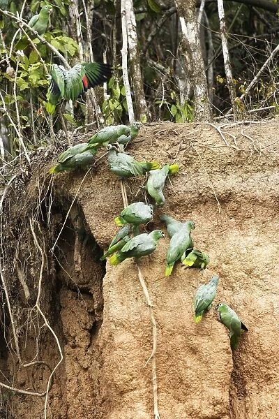 Mealy Parrot - at clay lick Tambopata Nature Reserve Peru