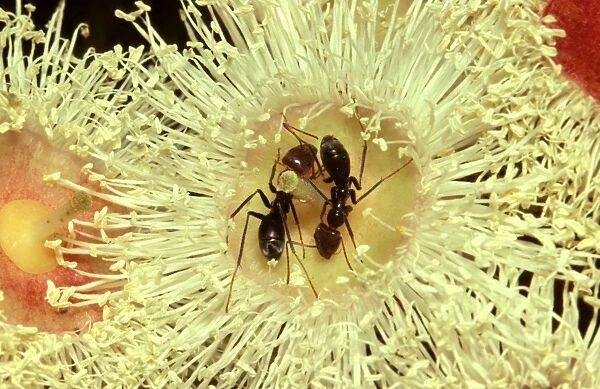 Meat  /  Tyrant ants - drinking nectar from flower of Angophora