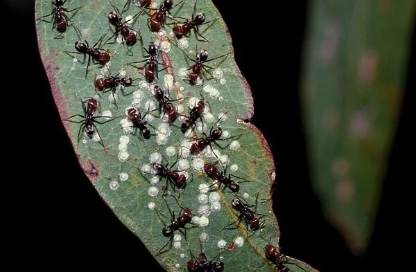 Meat  /  Tyrant ants - milking scale insects for their sweet secretions
