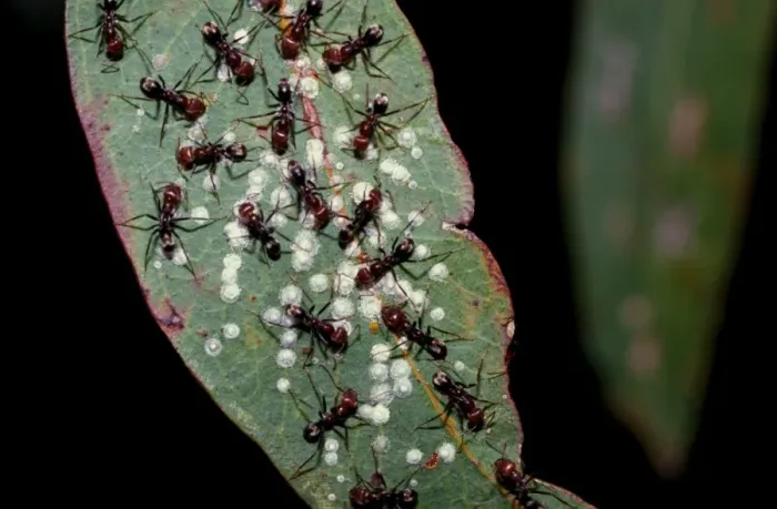 Framed Print : Meat / Tyrant ants - milking scale insects for their sweet secretions Framed Print : Meat / Tyrant ants - milking scale insects for their sweet secretions