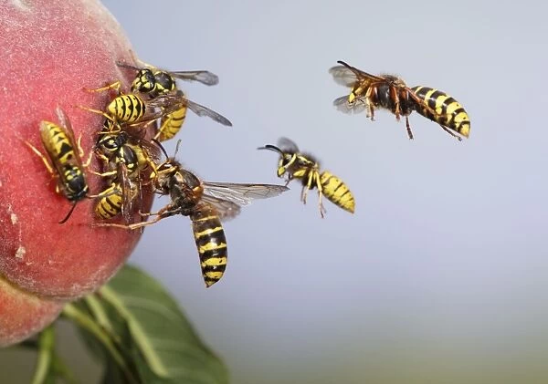 Median and Common Wasps (Vespula vulgaris) - on peach - Bedfordshire UK 007747