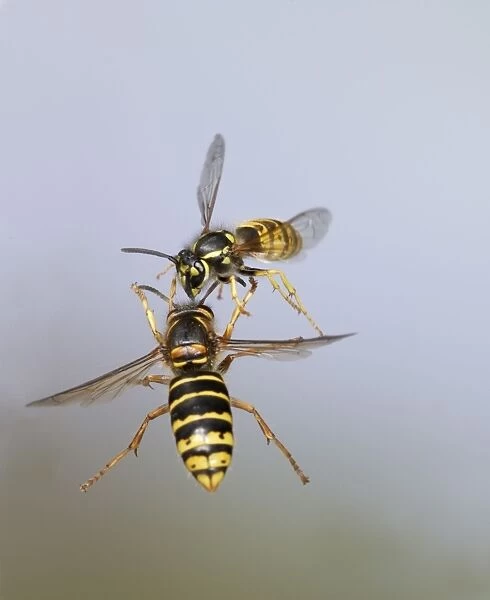 Median Wasp and Common Wasp (Vespula vulgaris) - fighting in flight - Bedfordshire UK 007947