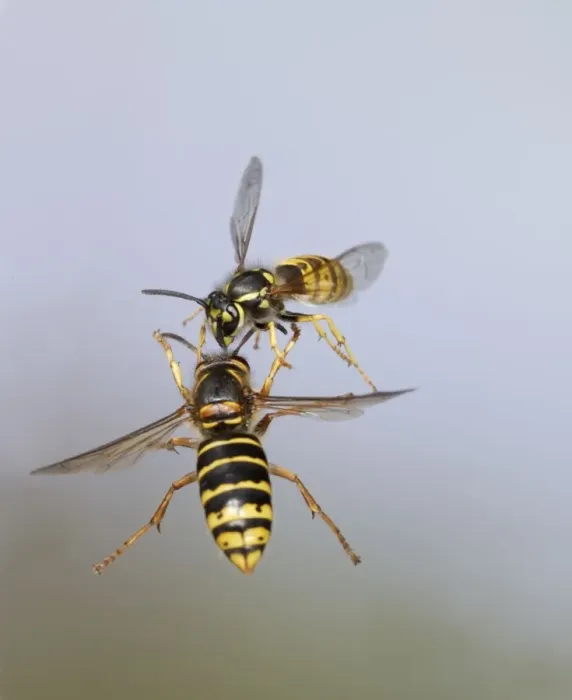 Framed Print : Median Wasp and Common Wasp (Vespula vulgaris) - fighting in flight - Bedfordshire UK 007947 Framed Print : Median Wasp and Common Wasp (Vespula vulgaris) - fighting in flight - Bedfordshire UK 007947