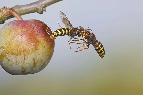 Median Wasp - fighting in flight - Bedfordshire UK 007745