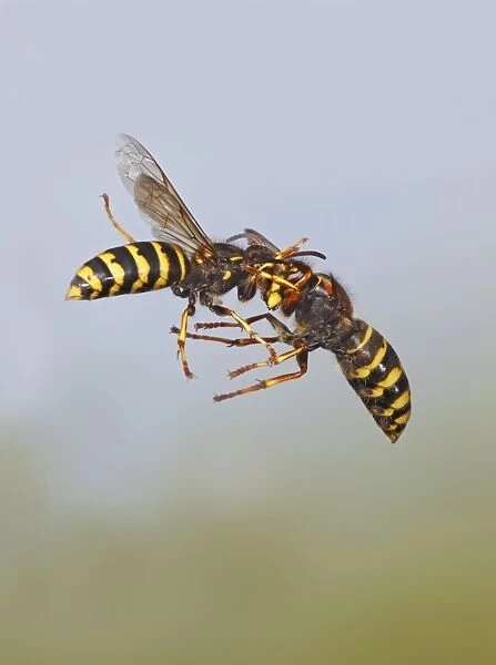 Median Wasp - fighting in flight - Bedfordshire UK 007745A
