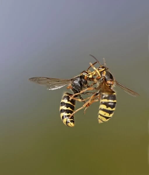 Median Wasp - two fighting in flight - Bedfordshire UK 007966